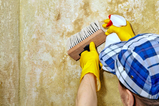 Best Airborne Mold Testing  in Girard, PA