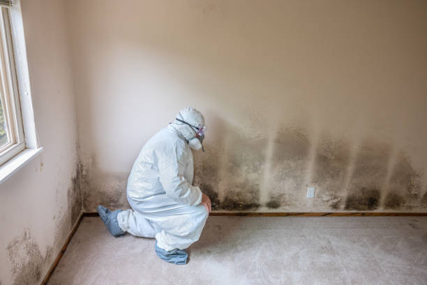 Best Water Damage & Mold Remediation  in Girard, PA