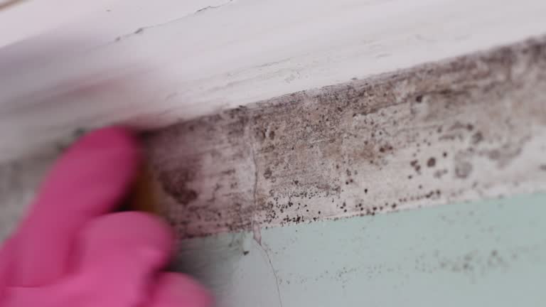 Best Biohazard Mold Removal  in Girard, PA